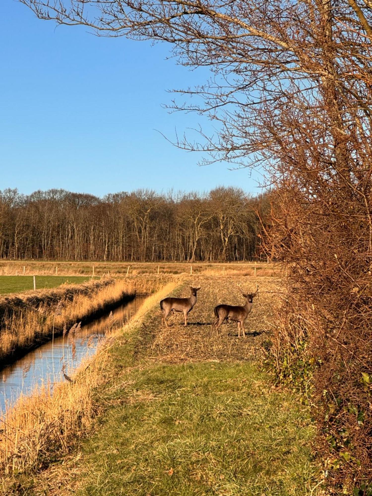 Beach & Forest Retreat -Domburg- 东卡佩勒 外观 照片